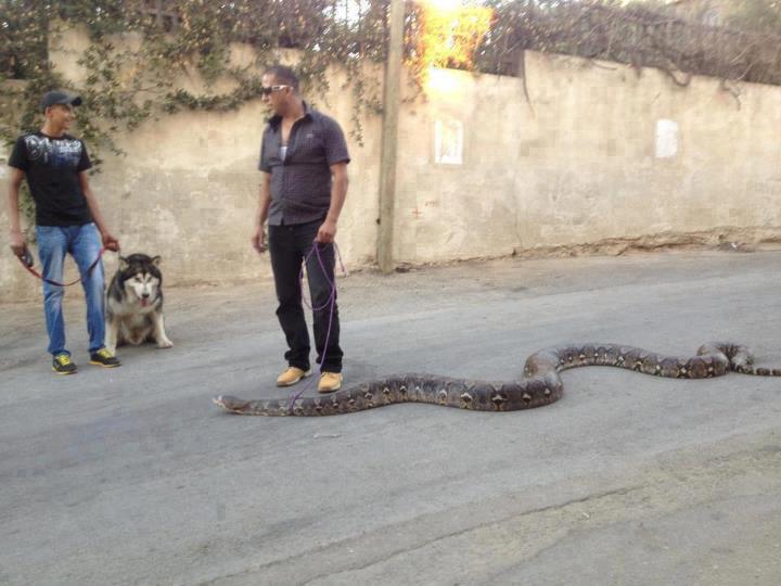 DANS LA VIE CHACUN A SON ANIMAL DE COMPAGNIE... 