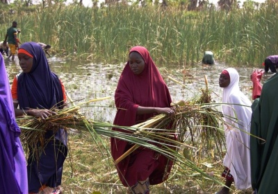Résilience communautaire : à Maïgardaye, village de la région de Zinder, le PAM appuie les initiatives locales avec le faucardage des mares