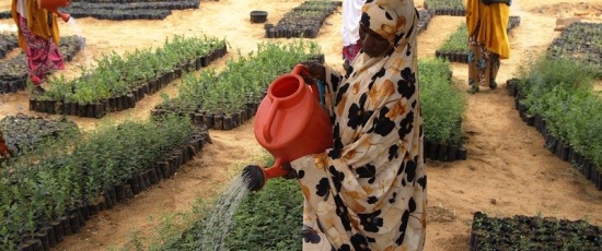 Programme de Résilience du PAM au Niger : à Gagawa, la restauration des terres offre de nouvelles perspectives aux populations