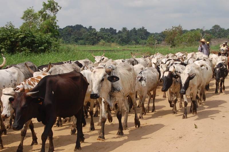 Confliagriculteurseleveurs