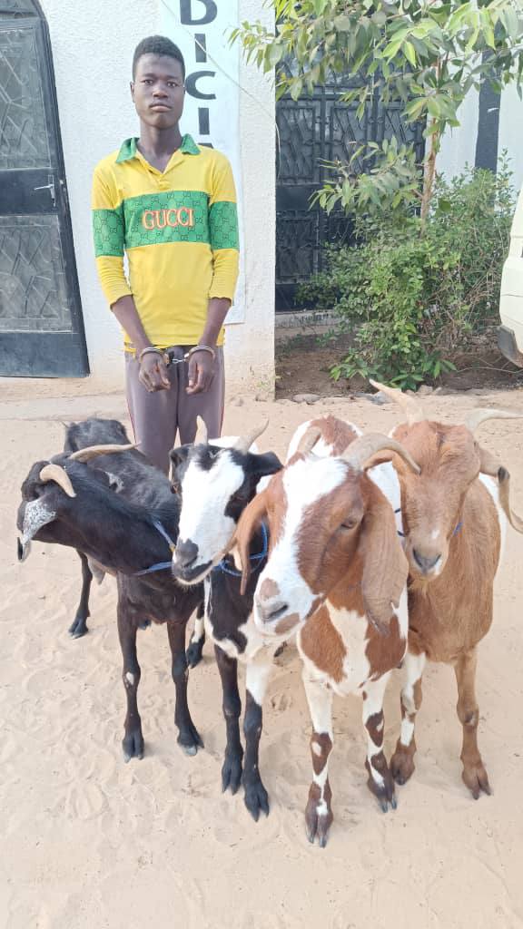 voleurs arretes et presentes Zinder 03 12 2025 BIS
