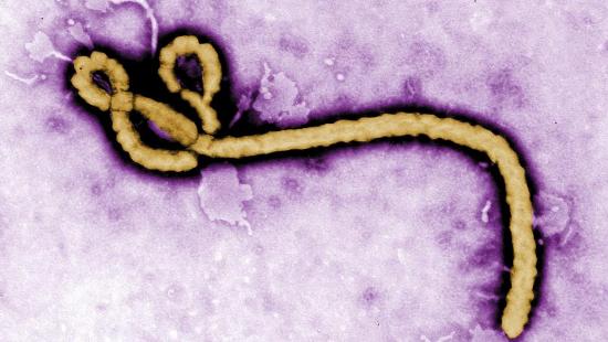souche du virus ebola