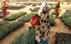 Programme de Résilience du PAM au Niger : à Gagawa, la restauration des terres offre de nouvelles perspectives aux populations