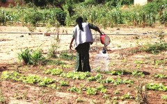 Jeunes Champions pour la résilience climatique à Niamey : des jardins et des idées novatrices pour contribuer à transformer les communes, avec l’appui de Pathfinder International Niger