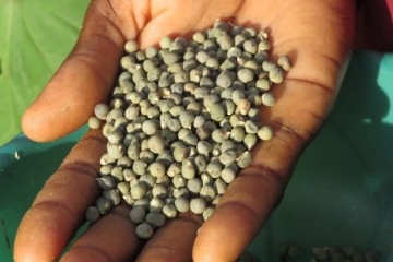 Miyan Gouro Gountayé : une semence paysanne au coeur de la sécurité alimentaire, de l’autonomisation des femmes et de la préservation des traditions à Matankari