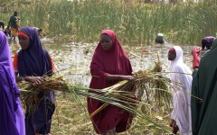 Résilience communautaire : à Maïgardaye, village de la région de Zinder, le PAM appuie les initiatives locales avec le faucardage des mares