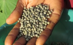 Miyan Gouro Gountayé : une semence paysanne au coeur de la sécurité alimentaire, de l’autonomisation des femmes et de la préservation des traditions à Matankari